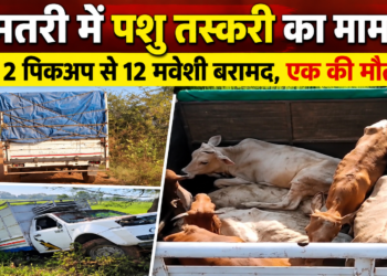 धमतरी में पशु तस्करी का मामला, 2 पिकअप से 12 मवेशी बरामद; एक की मौत, आरोपी फरार