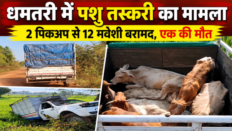 धमतरी में पशु तस्करी का मामला, 2 पिकअप से 12 मवेशी बरामद; एक की मौत, आरोपी फरार