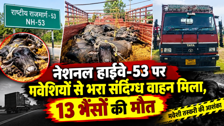 नेशनल हाईवे-53 पर मवेशियों से भरा संदिग्ध वाहन मिला, 13 भैंसों की मौत