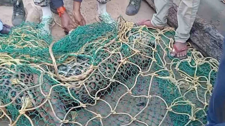 नगरी में तेंदुए के हमले से मचा हड़कंप, आमागांव के ग्रामीणों ने पकड़कर वन विभाग को दी सूचना