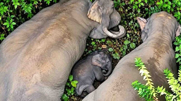 कोरबा के जंगल में नन्हे हाथी का जन्म, 7 गांवों के ग्रामीणों ने मनाई छठी, नाम रखा ‘काशी’