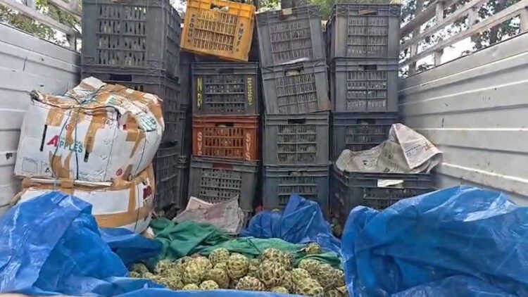 गरियाबंद में सीताफल की अवैध बिक्री पर वन विभाग की कार्रवाई, 48 कैरेट फल के साथ ओडिशा पासिंग पिकअप जब्त