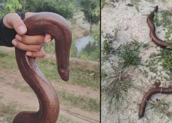 रायगढ़ के धनागार गांव में मिला दुर्लभ रेड सैंड बोआ सांप, रेस्क्यू के बाद सुरक्षित जंगल में छोड़ा गया
