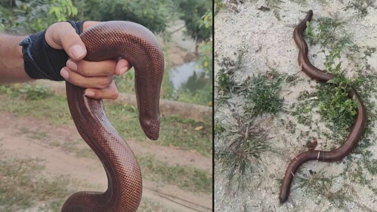 रायगढ़ के धनागार गांव में मिला दुर्लभ रेड सैंड बोआ सांप, रेस्क्यू के बाद सुरक्षित जंगल में छोड़ा गया
