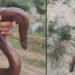 रायगढ़ के धनागार गांव में मिला दुर्लभ रेड सैंड बोआ सांप, रेस्क्यू के बाद सुरक्षित जंगल में छोड़ा गया